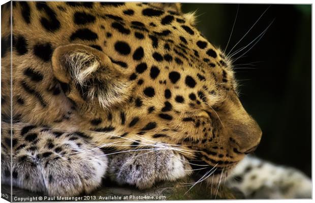 Sleeping Amur leopard Canvas Print by Paul Messenger