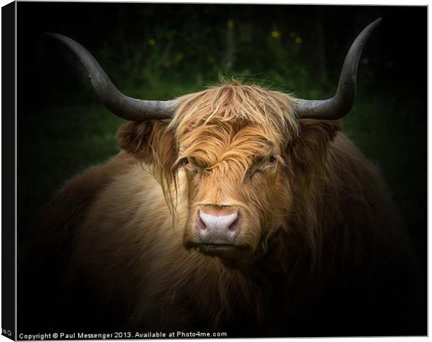 Highland Cow Canvas Print by Paul Messenger
