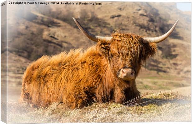 Highland cow scotland Canvas Print by Paul Messenger