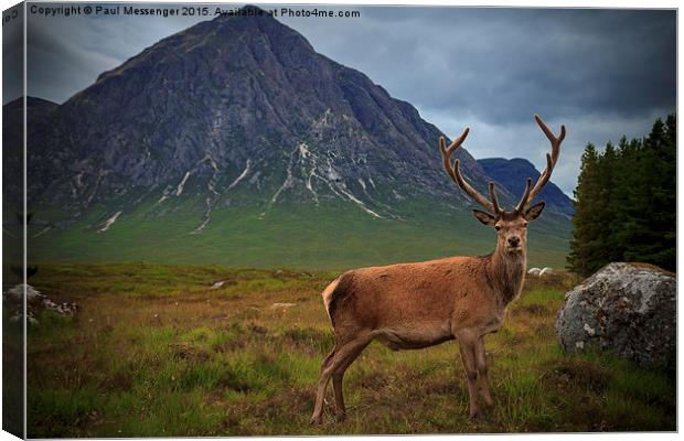 Monarch of the Glen at the Buachaille  Canvas Print by Paul Messenger