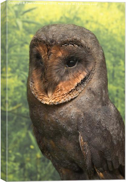 Black Barn Owl Canvas Print by Paul Messenger