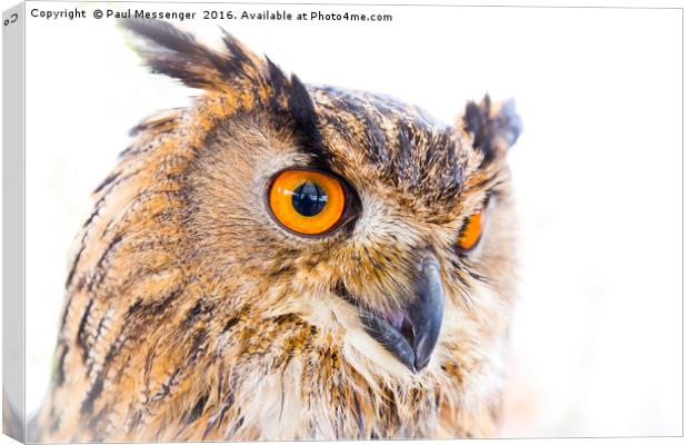  Turkmainian Eagle Owl Canvas Print by Paul Messenger