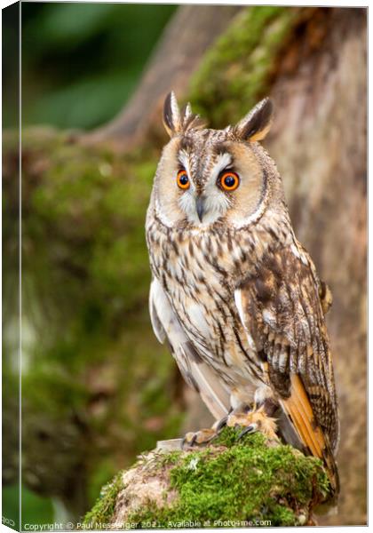 A close up of a Long Eared Owl Canvas Print by Paul Messenger