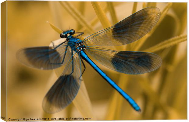 Macro Banded Demoiselle damselfly Canvas Print by Jo Beerens