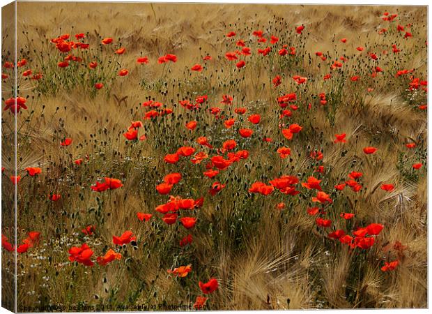 red poppy field Canvas Print by Jo Beerens