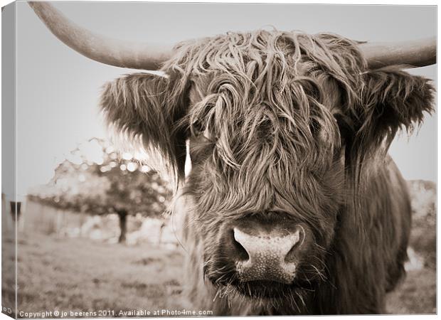 highland cow Canvas Print by Jo Beerens