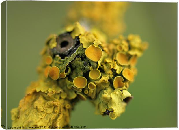 strange bird Canvas Print by Jo Beerens