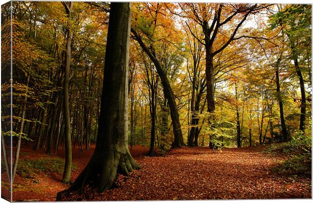 autumn forest Canvas Print by Jo Beerens