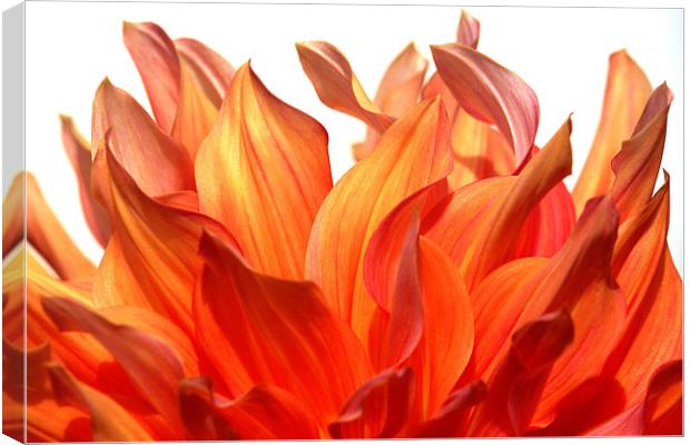 fire Canvas Print by Jo Beerens