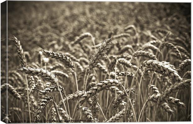 harvest time Canvas Print by Jo Beerens
