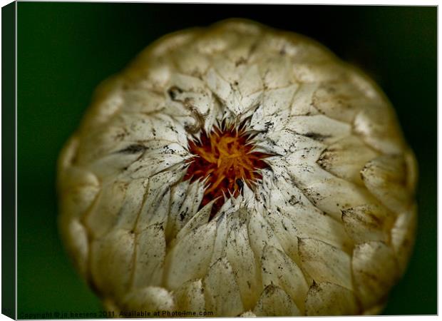 strawflower Canvas Print by Jo Beerens