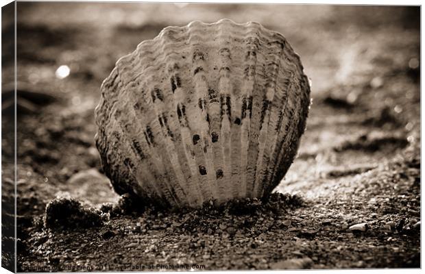 shell Canvas Print by Jo Beerens