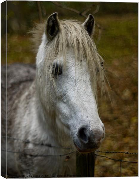 white pony Canvas Print by Jo Beerens