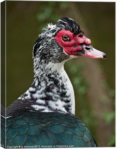 dreams of turning into a swan have long gone Canvas Print by Jo Beerens