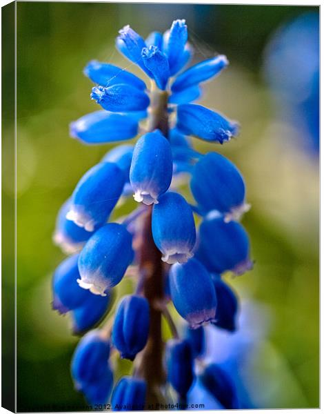 muscari Canvas Print by Jo Beerens