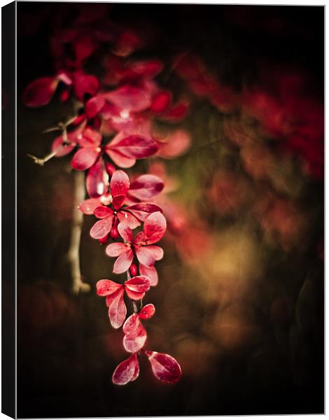 thorny Canvas Print by Jo Beerens