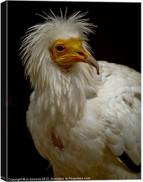pharaoh's chicken Canvas Print by Jo Beerens
