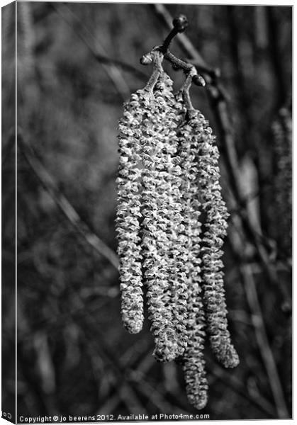 catkins Canvas Print by Jo Beerens