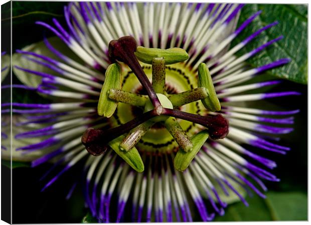 wheels in motion Canvas Print by Jo Beerens