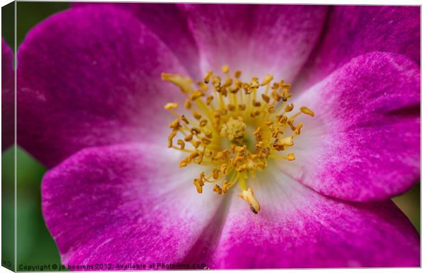 wild rose Canvas Print by Jo Beerens