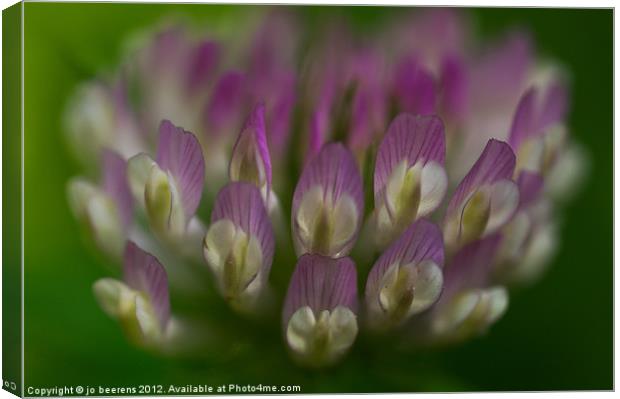 white clover Canvas Print by Jo Beerens