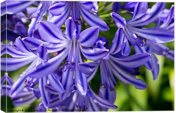 agapanthus Canvas Print by Jo Beerens