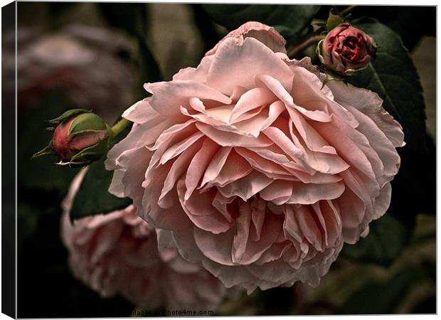rose Canvas Print by Jo Beerens
