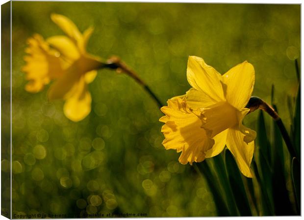 on a dewy morning Canvas Print by Jo Beerens