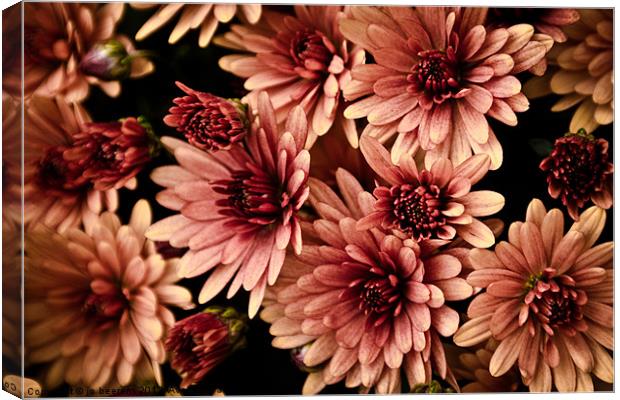chrysanthemum Canvas Print by Jo Beerens