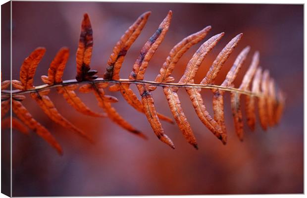 fall fern Canvas Print by Jo Beerens