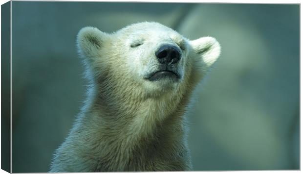 polar bear cub Canvas Print by Jo Beerens