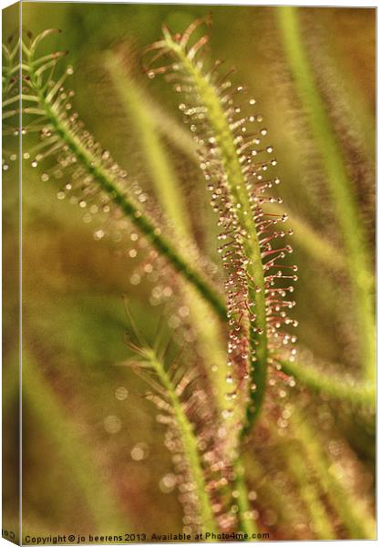 sundew Canvas Print by Jo Beerens