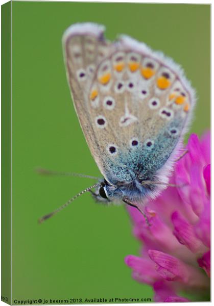 Silverstudded Blue Canvas Print by Jo Beerens