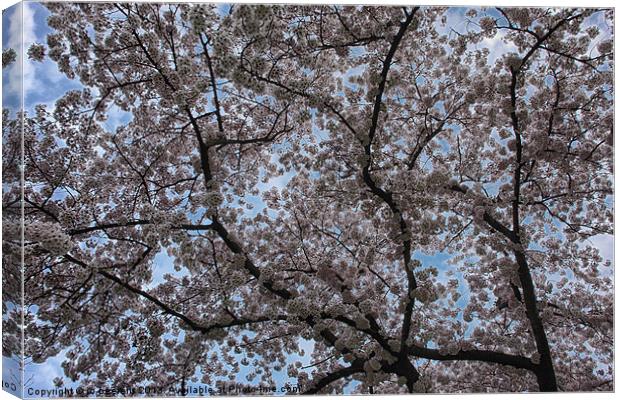 blossom Canvas Print by Jo Beerens