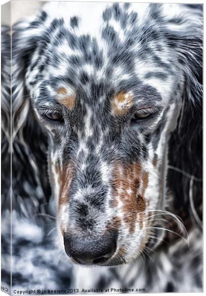 english setter Canvas Print by Jo Beerens
