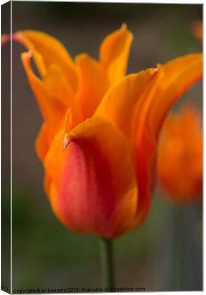 orange tulip Canvas Print by Jo Beerens