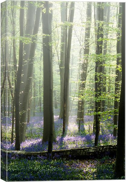 bluebell mist Canvas Print by Jo Beerens