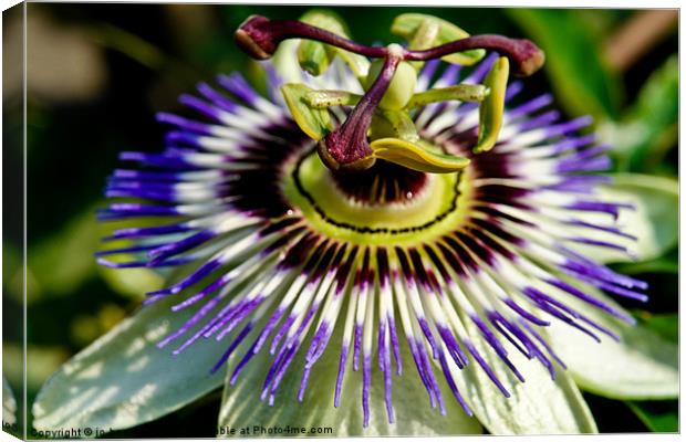 passion flower Canvas Print by Jo Beerens