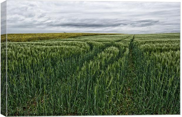 grain field tracks Canvas Print by Jo Beerens