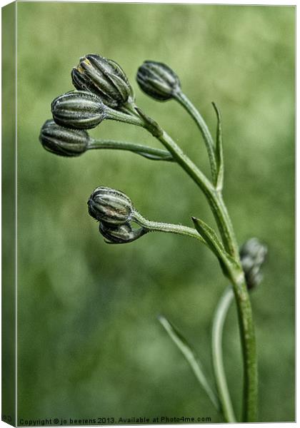 buds Canvas Print by Jo Beerens