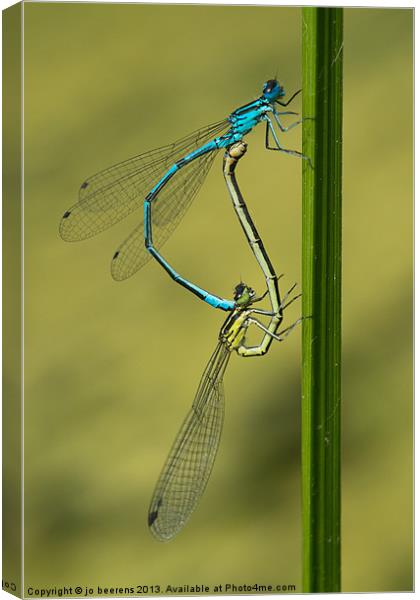 damsels mating Canvas Print by Jo Beerens