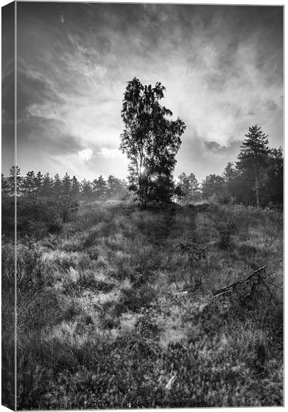 sun behind the tree Canvas Print by Jo Beerens