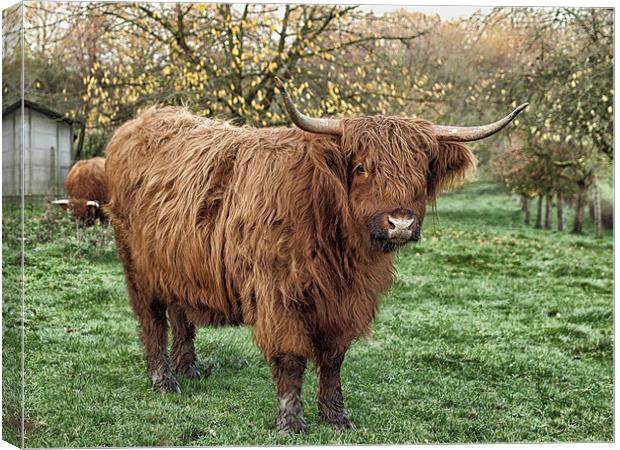 highland cow Canvas Print by Jo Beerens