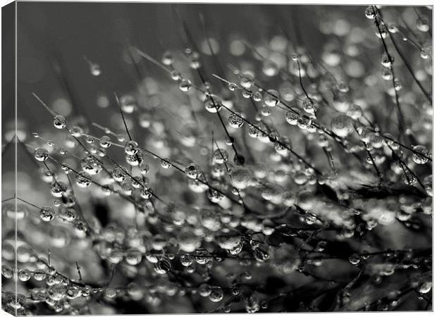 water drops Canvas Print by Jo Beerens