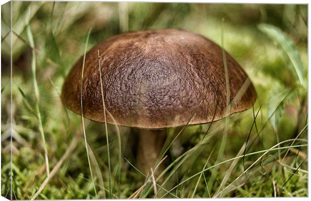 wild mushroom Canvas Print by Jo Beerens