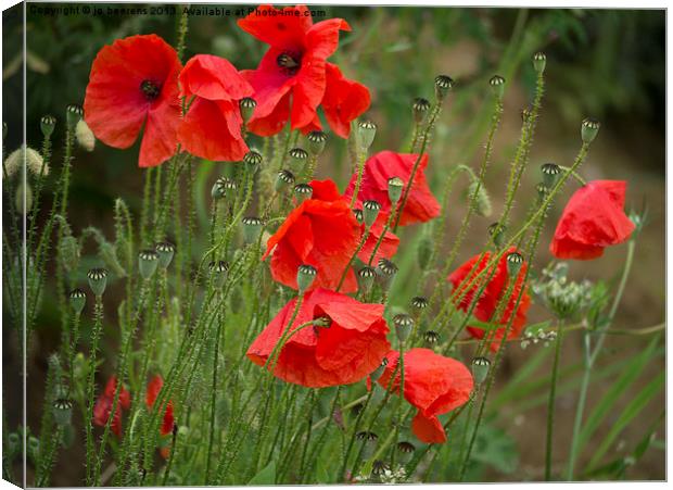 red poppies Canvas Print by Jo Beerens