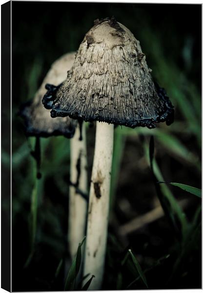 shaggy ink cap Canvas Print by Jo Beerens