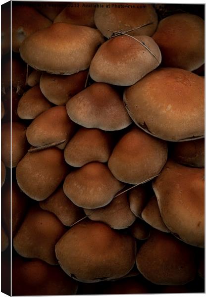 mushrooms Canvas Print by Jo Beerens