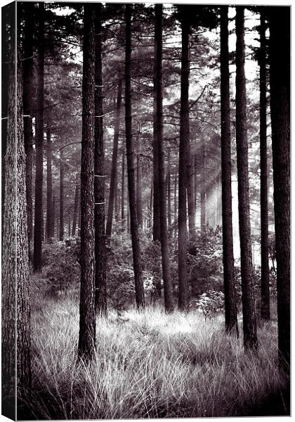 dark forest Canvas Print by Jo Beerens