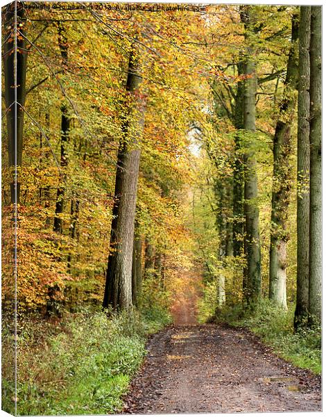 autumn forest Canvas Print by Jo Beerens